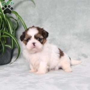 Bella Angel, Shih Tzu Puppy